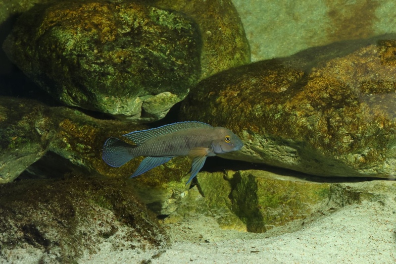 Chalinochromis cyanophleps 'Kipili'